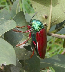 Sternocera chrysis