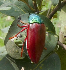 Sternocera chrysis