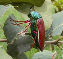 Sternocera chrysis