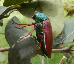 Sternocera chrysis