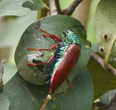 Sternocera chrysis