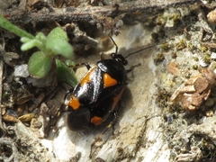 Deraeocoris cordiger