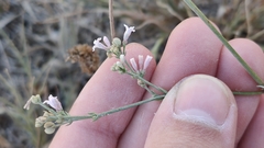 Asperula rumelica