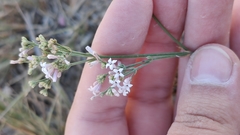 Asperula rumelica