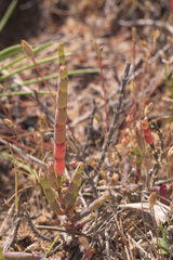Salicornia capensis