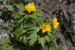 Trollius ranunculinus