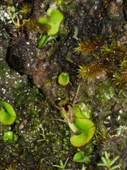 Corybas dienemus