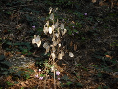 Lunaria annua
