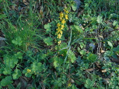 Agrimonia eupatoria