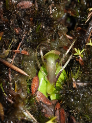 Corybas dienemus