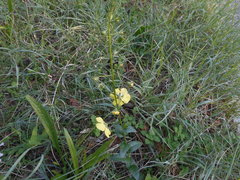 Verbascum blattaria