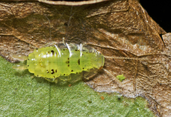Mediastinia