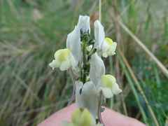 Linaria supina maritima