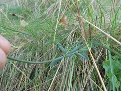 Linaria supina maritima