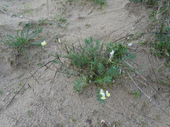 Linaria supina maritima