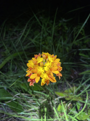 Epidendrum fulgens