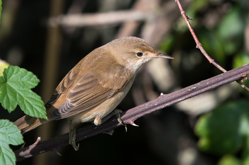 Carricero común (Acrocephalus scirpaceus)