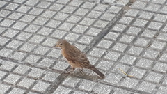 Molothrus bonariensis