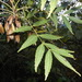 Fraxinus angustifolia oxycarpa - Photo (c) Claudio Flamigni,  זכויות יוצרים חלקיות (CC BY-NC), uploaded by Claudio Flamigni