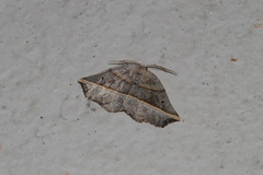 Metanema determinata