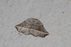 Metanema determinata