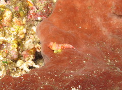 Synchiropus moyeri