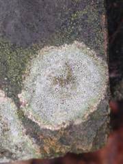 Lecanora campestris