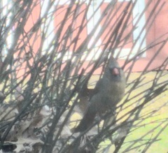 Cardinalis