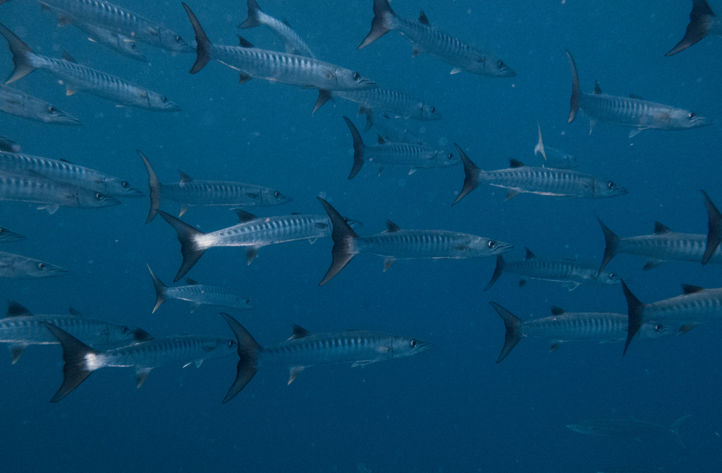 Chevron barracuda school with dark tail fins