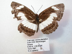 Neptis nemetes