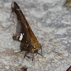 Epargyreus socus