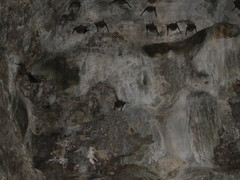 Taphozous longimanus