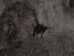 Taphozous longimanus