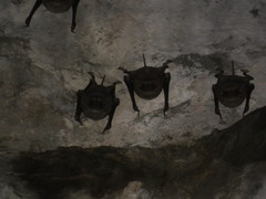 Taphozous longimanus