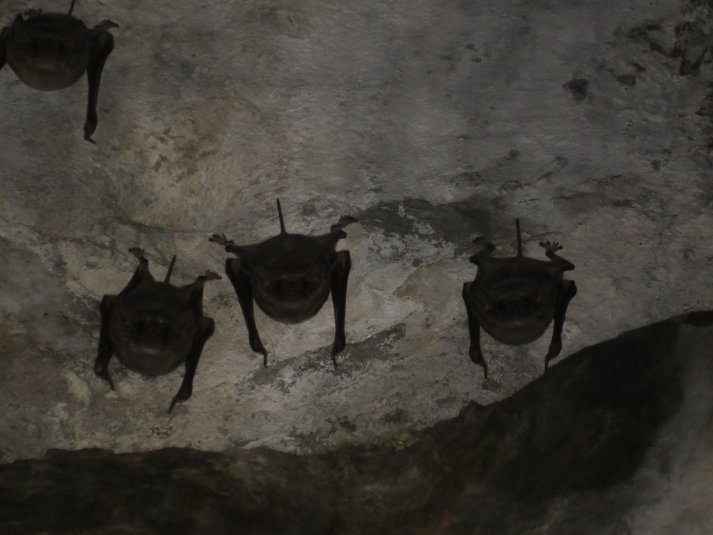 Long-winged Tomb Bat