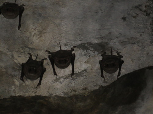 Long-winged Tomb Bat