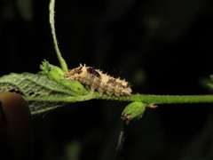 Earias
