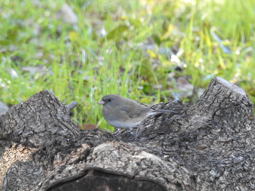 Junco hyemalis image