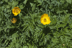 Pulsatilla aurea