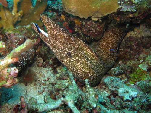Whitemouth Moray