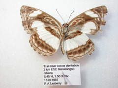 Neptis nemetes