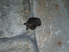 Megaderma spasma
