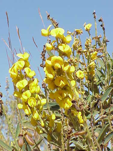 Crotalaria crispata observed 2002-05-26