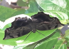 Achlyodes busirus heros