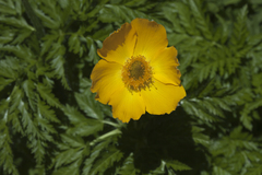 Pulsatilla aurea