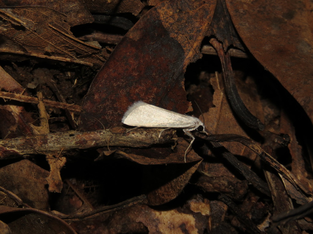 Scirpophaga praelata