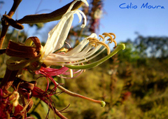 Bauhinia ungulata