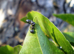Aphantochilus rogersi