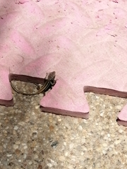 Liolaemus gravenhorstii