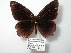 Sevenia occidentalium